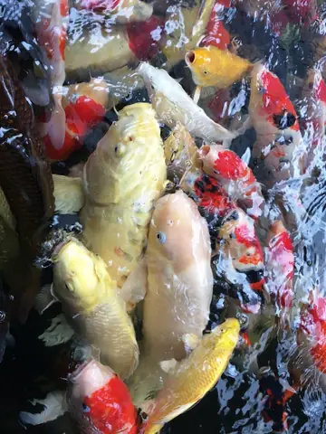 Đàn Cá Koi "khủng" Nhất Miền Tây