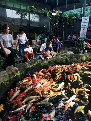 Đàn Cá Koi "khủng" Nhất Miền Tây