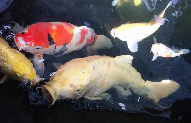 Đàn Cá Koi "khủng" Nhất Miền Tây