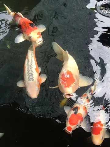 Đàn Cá Koi "khủng" Nhất Miền Tây