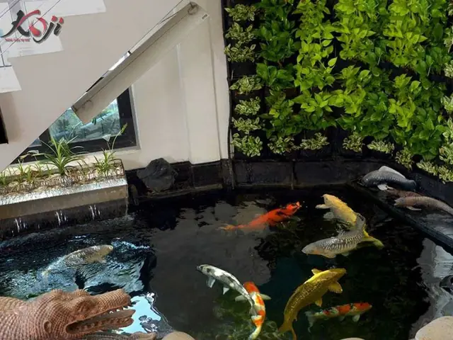 Những Vị Trí Không Nên Đặt Hồ Cá Koi Trong Nhà