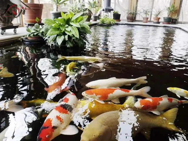 Những Vị Trí Không Nên Đặt Hồ Cá Koi Trong Nhà