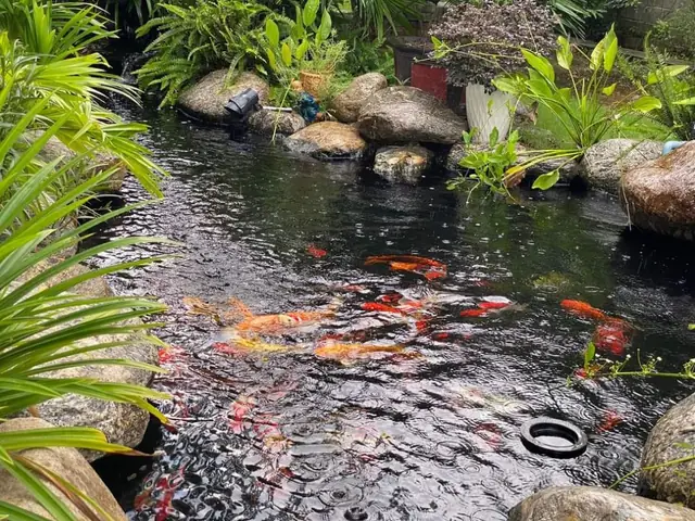 Tham Khảo Những Mẫu Hồ Cá Koi Tự Xây Chuẩn Đẹp