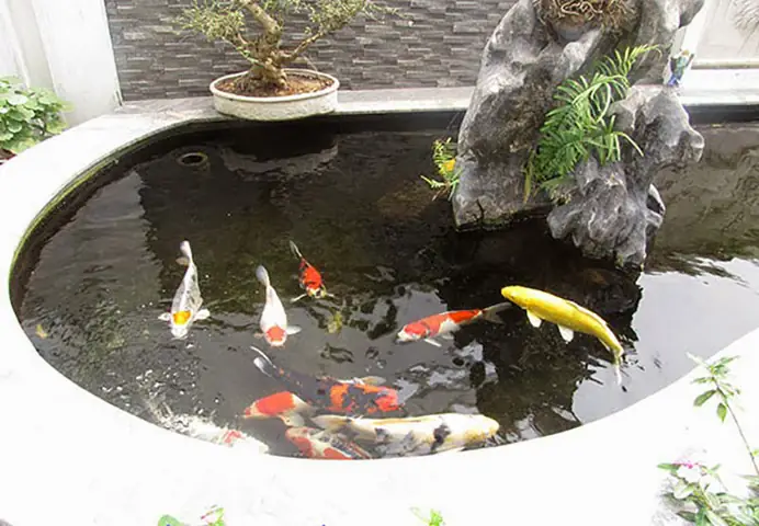 Chọn Giống Cá Koi Đẹp Và Khỏe Mạnh