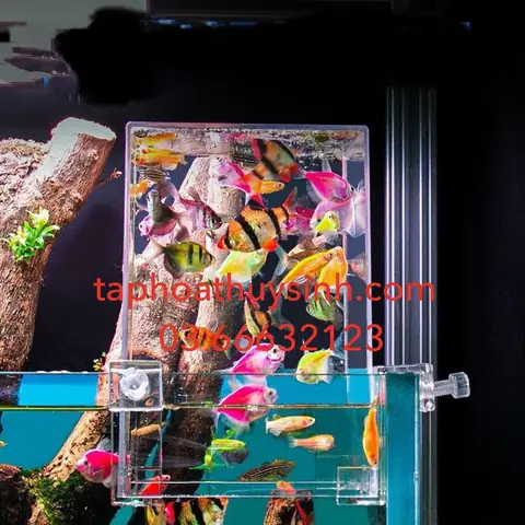 Hồ Cá Koi Úp Ngược