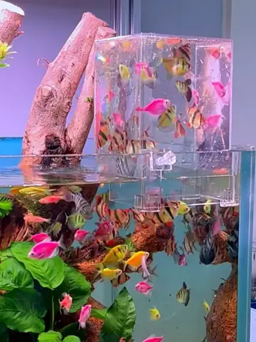 Hướng Dẫn Chi Tiết Lắp Đặt Và Chăm Sóc Hồ Cá Koi Úp Ngược Tại Nhà