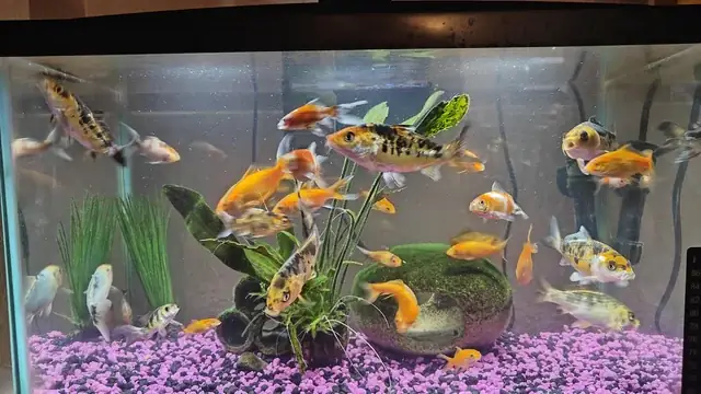 Hồ Cá Mini Thông Minh Là Gì? Hướng Dẫn Sử Dụng & Bảo Quản