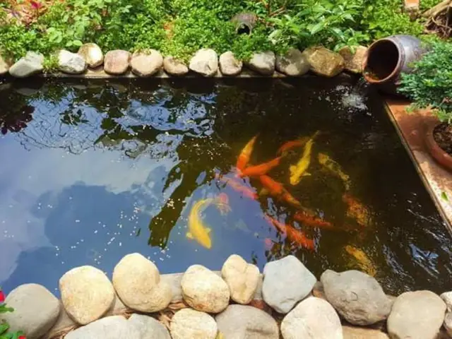 Phổ Biến Và Dễ Dàng Chăm Sóc – Cá Chép