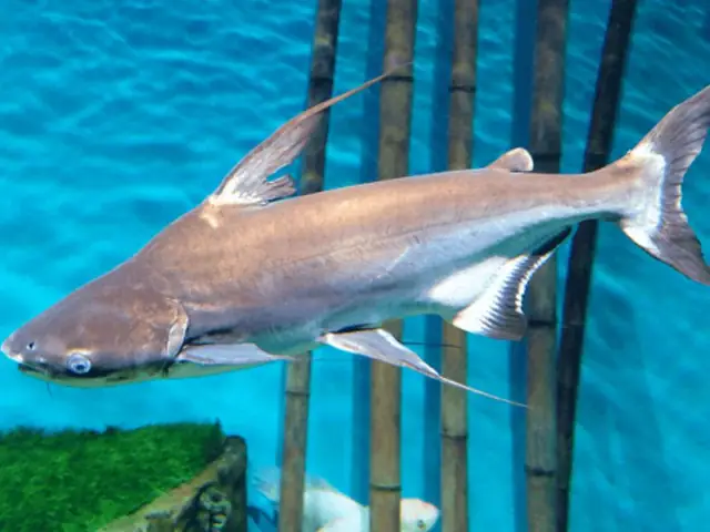 Độc Đáo Khi Lựa Chọn Cá Mập Nước Ngọt