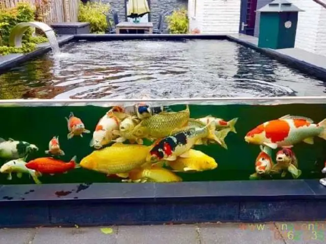 Sang Trọng Và Đẳng Cấp Với Cá Koi