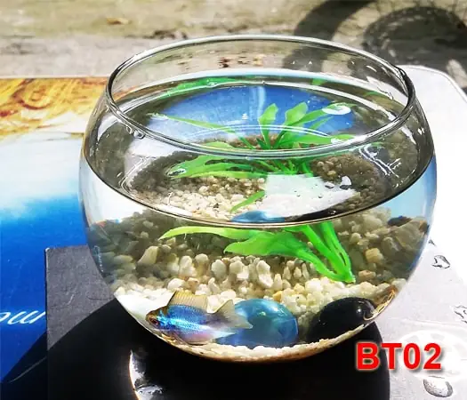Bể Cá Mini – Bể Tròn Để Bàn Bt02