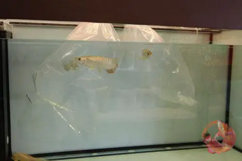 Chú Ý Khi Thả Cá Rồng Vào Hồ Khi Mới Mua Về_an Toàn_cá Khỏe