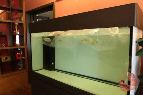 Chú Ý Khi Thả Cá Rồng Vào Hồ Khi Mới Mua Về_an Toàn_cá Khỏe