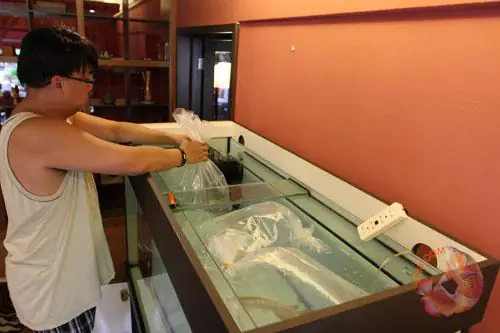 Chú Ý Khi Thả Cá Rồng Vào Hồ Khi Mới Mua Về_an Toàn_cá Khỏe