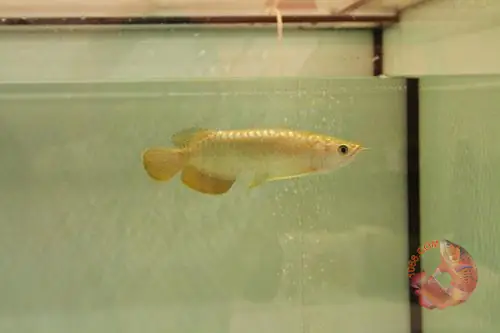 Chú Ý Khi Thả Cá Rồng Vào Hồ Khi Mới Mua Về_an Toàn_cá Khỏe