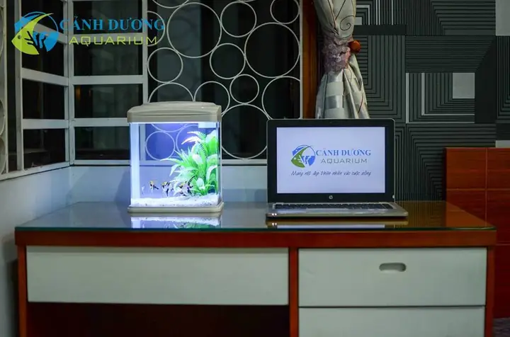 Hồ Cá Nguyên Bộ Ngoại Nhập - Hồ Cá Cảnh Dương Hồ Cá Nguyên Bộ Ngoại Nhập - Hồ Cá Cảnh Dương