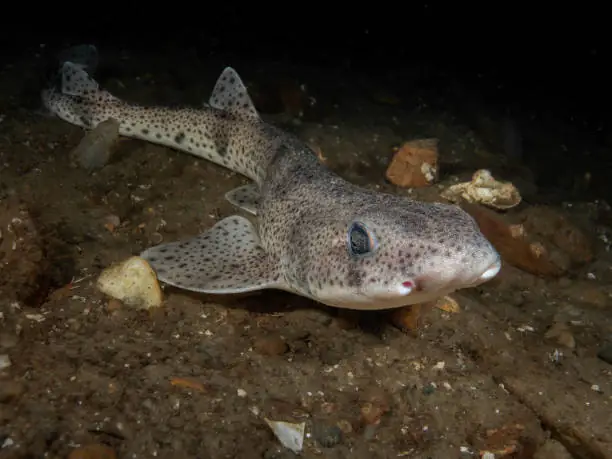 Họ Cá Nhám Mèo: Khám Phá Thế Giới Của Những Kẻ Săn Mồi Ban Đêm