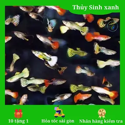 Các Yếu Tố Quyết Định Giá Thành Của Hồ Cá Nhỏ