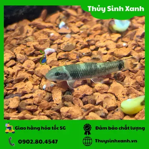 Tại Sao Hồ Cá Nhỏ Giá Rẻ Lại Được Ưa Chuộng?