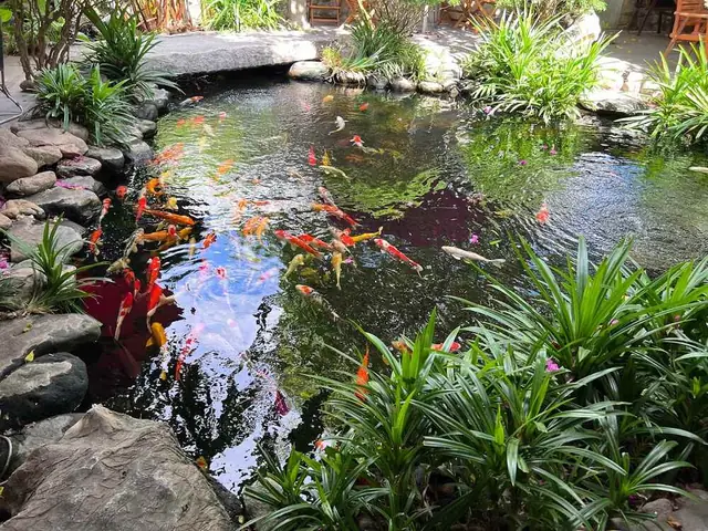 Sen Hồng Coffee An Nhơn