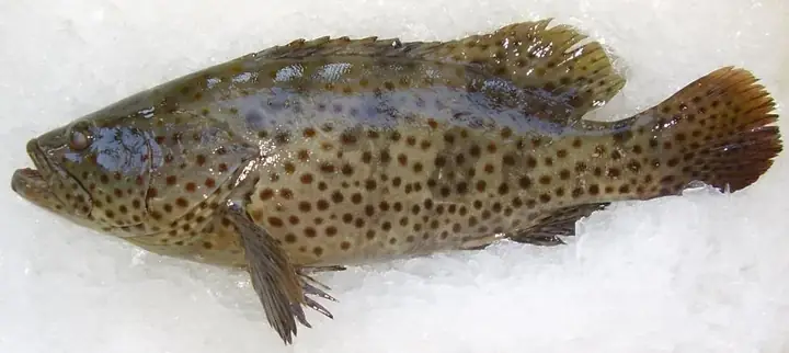 Họ Cá Rô Đồng: Đặc Điểm, Phân Loại Và Ý Nghĩa Sinh Thái