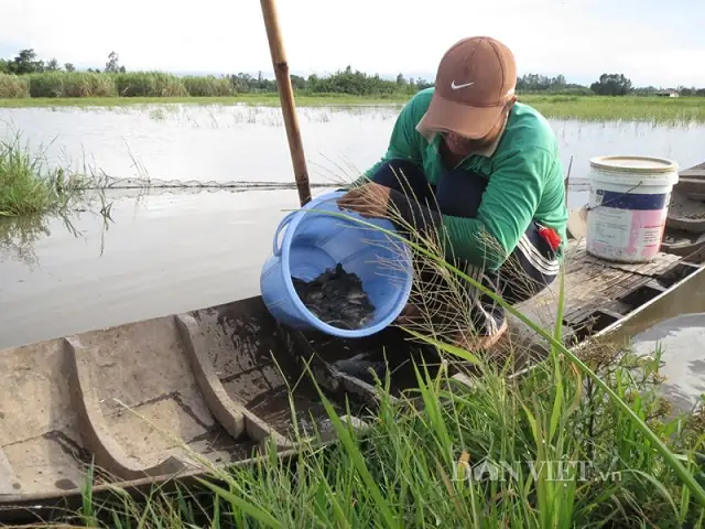 Họ Cá Rô Đồng