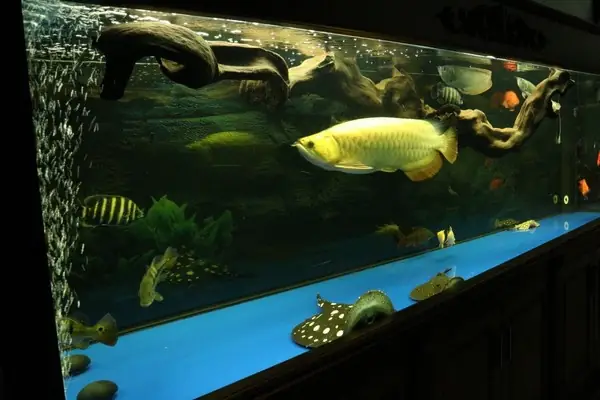 Hồ Cá Rồng Cộng Đồng: Kiến Thức Chuyên Gia Từ Hanoi Zoo