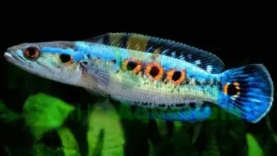 Danh Sách Cá Săn Mồi Nước Ngọt Dễ Nuôi - Thái Hoà Aquarium