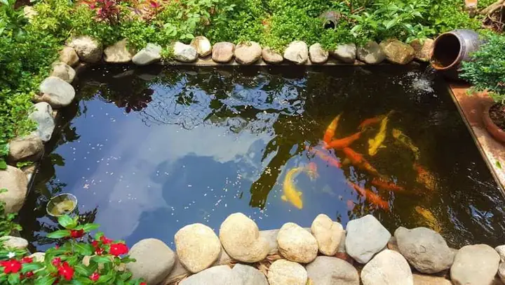 Cá Chép Dễ Dàng Chăm Sóc Cá Chép Dễ Dàng Chăm Sóc