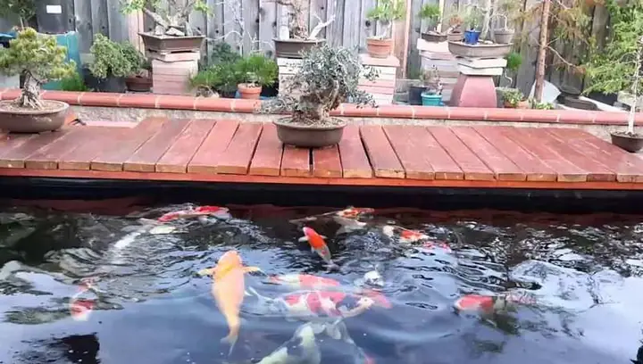 Gợi Ý Các Loại Cá Có Thể Nuôi Trên Sân Thượng Gợi Ý Các Loại Cá Có Thể Nuôi Trên Sân Thượng