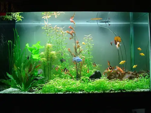 Hồ Cá Sát Tường: Hướng Dẫn Chọn Mua Và Bố Trí Tối Ưu - Aquatech