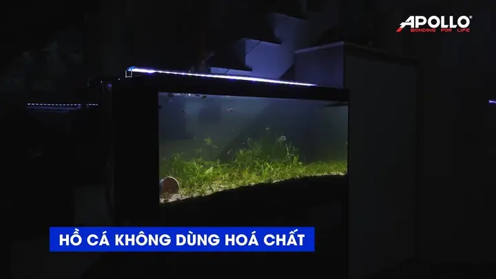 Xu Hướng Chơi Hồ Cá Sinh Thái Tự Cân Bằng