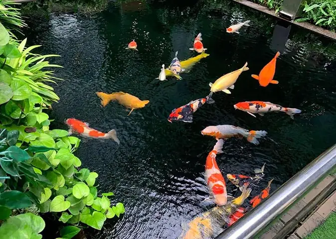 Hồ Cá Thông Minh Tự Thay Nước: Công Nghệ Mới Cho Người Yêu Cá Cảnh