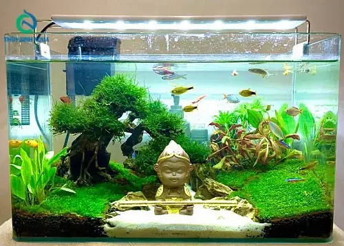 Hồ Cá Thủy Sinh Bon Sai: Nghệ Thuật Kết Hợp Thiên Nhiên Trong Không Gian Sống