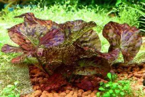 Cây Thủy Sinh Cho Hồ Thủy Sinh Mini