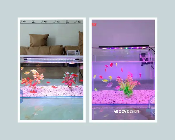 Giá Bán Hồ Cá Thủy Sinh Mini Để Bàn Tphcm Bao Nhiêu?