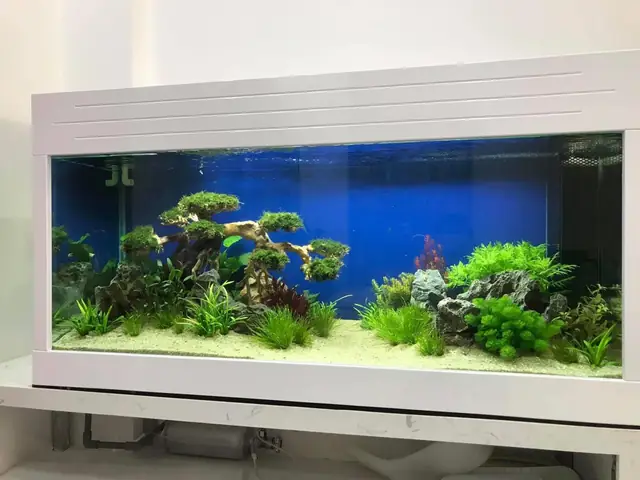 Về Chất Lượng Hồ Thủy Sinh