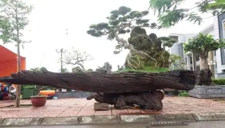 Gỗ Lũa Nghệ Thuật 20221909