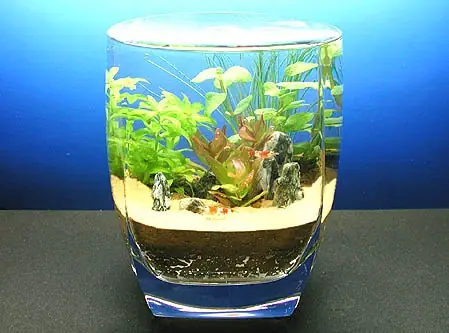 Hướng Dẫn Chi Tiết: Thiết Kế Hồ Cá Thủy Tinh Nhỏ Cho Người Mới Bắt Đầu