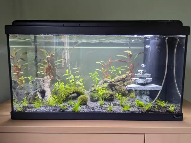 Hướng Dẫn Chi Tiết: Thiết Kế Hồ Cá Thủy Tinh Nhỏ Cho Người Mới Bắt Đầu