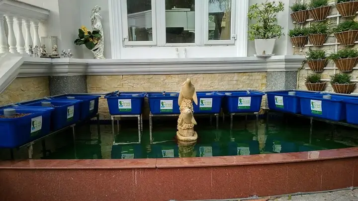 Cách Dọn Hồ Cá Tự Động Bằng Công Nghệ Aquaponics
