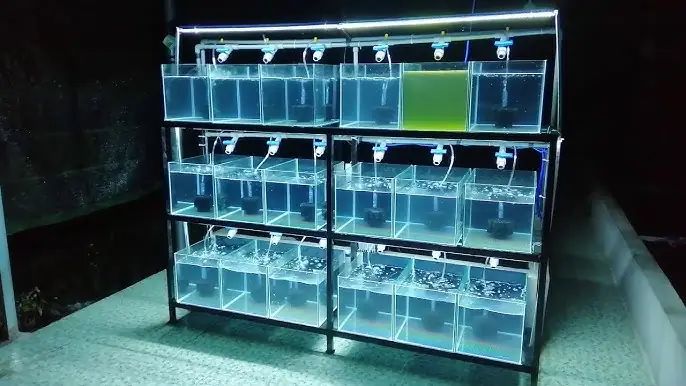 Hồ Kính Nuôi Cá 7 Màu: Hướng Dẫn Chi Tiết Từ A-z Cho Người Mới Bắt Đầu Hồ Kính Nuôi Cá 7 Màu: Hướng Dẫn Chi Tiết Từ A-z Cho Người Mới Bắt Đầu