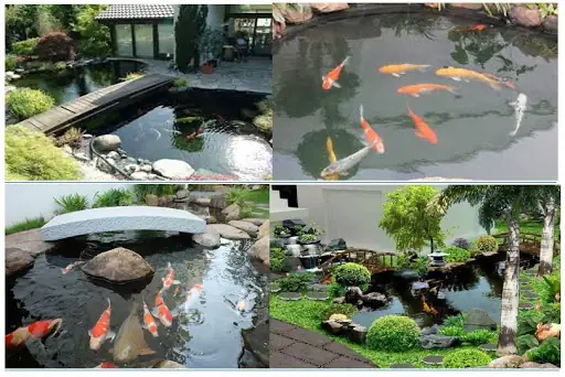 Xem Thêm:dịch Vụ Thiết Kế Và Thi Công Hồ Cá Koi Của Beeso. Xem Thêm:dịch Vụ Thiết Kế Và Thi Công Hồ Cá Koi Của Beeso.