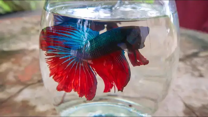 Các Loại Hồ Nuôi Cá Lia Thia Phổ Biến Và Ưu Nhược Điểm