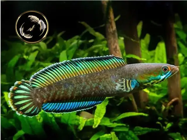 Cách Nuôi Cá Lóc Vây Xanh: