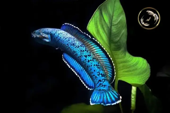 Cách Nuôi Cá Lóc Vây Xanh: