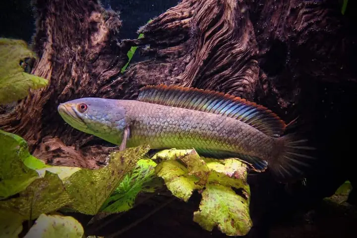 Hồ Nuôi Cá Lóc Vây Xanh