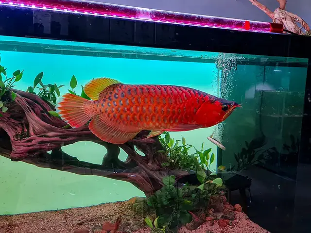 Bể Cá Rồng Bể Cá Rồng