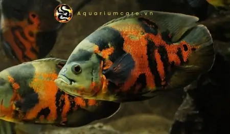 Cá Tai Tượng Châu Phi - Vi Sinh Cá Cảnh Aquarium Care