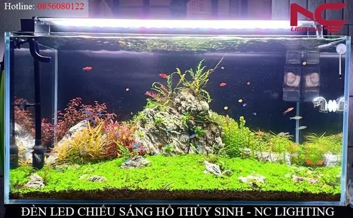 Hồ Thủy Sinh Cá Neon: Hướng Dẫn Chi Tiết Từ A-z